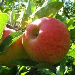 Apple Elstar -Future Forests elstar05