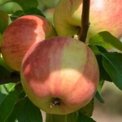 Apple Elstar -Future Forests elstar06