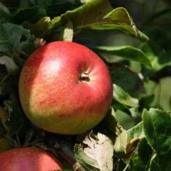 Apple Elstar -Future Forests elstar07