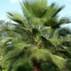 Washingtonia Robusta
