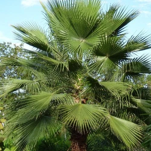 Washingtonia Robusta 1 Washingtonia Robusta