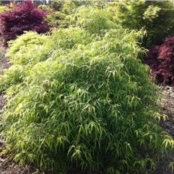 Fagus Sylvatica Mercedes -Future Forests fagus sylvatica mercedes 03x