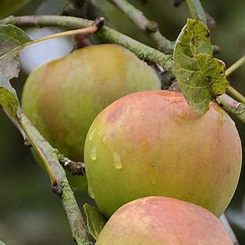 Apple Greasy Pippin 1 Apple Greasy Pippin