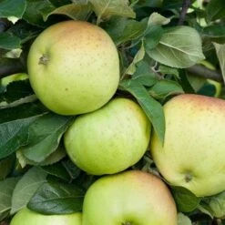 Apple Grenadier -Future Forests grenadier03