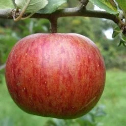 Apple Herefordshire Redstreak -Future Forests herefordshire redstreak 01