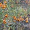 Hippophae Rhamnoides Askola- Sea Buckthorn (female)
