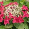 Hydrangea Macropylla Teller Red