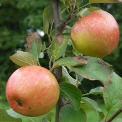 Apple Irish Peach -Future Forests irish peach02