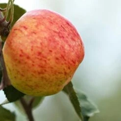 Apple Irish Peach -Future Forests irish peach03