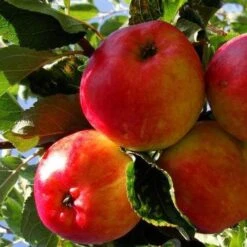 Apple Katy -Future Forests katy01