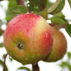 Apple Laxton Superb -Future Forests laxtons superb02