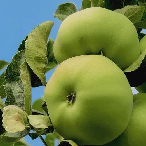 Apple Limelight 1 Apple Limelight