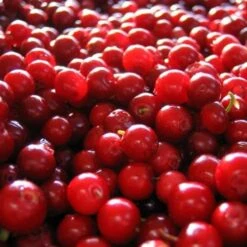 Lingonberry Little Miss Cherry -Future Forests lingonberry little miss cherry 3