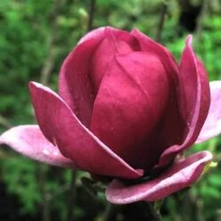 Magnolia X Soulangeana Lilliflora Genie -Future Forests magnolia genie 5