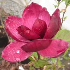 Magnolia X Soulangeana Lilliflora Genie -Future Forests magnolia genie Briant 1