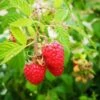 Raspberry Octavia - Summer Fruiting