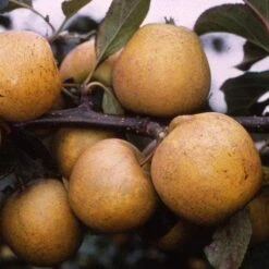 Apple Pitmaston Pine Apple -Future Forests pitmaston pineapple03