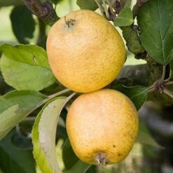 Apple Pitmaston Pine Apple -Future Forests pitmaston pineapple04