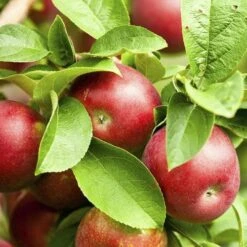 Apple Pixie 9 Apple Pixie -Future Forests pixie03