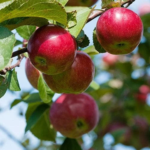 Apple Pixie 1 Apple Pixie