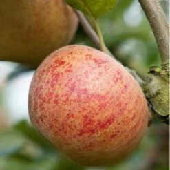 Apple Ross Nonpareil