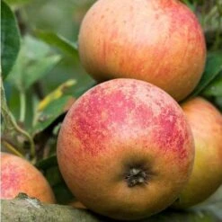 Apple Ross Nonpareil -Future Forests ross nonpariel 03