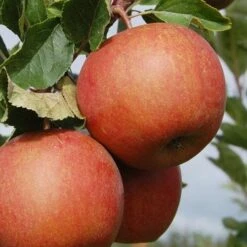 Apple Rubinette -Future Forests rubinette04